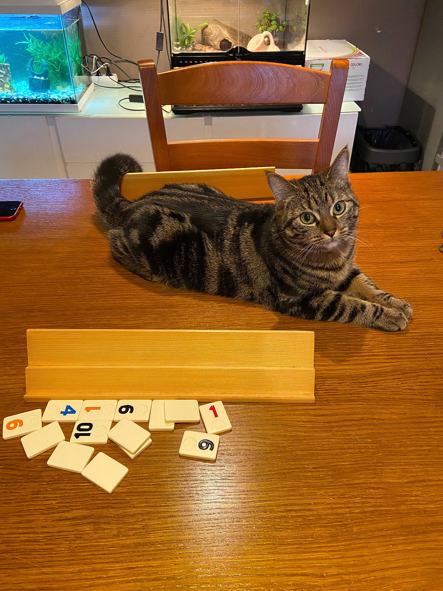 Plume a rejoint le concours — aidez-le/la à gagner de superbes lots ! american_shorthair, asian, box, cardboard, carnivore, cat, domestic_short_haired_cat, european_shorthair, felidae, floor, flooring, games, hardwood, kitten, paper_product, small_to_medium_sized_cats, tabby_cat, tail, whiskers, wood