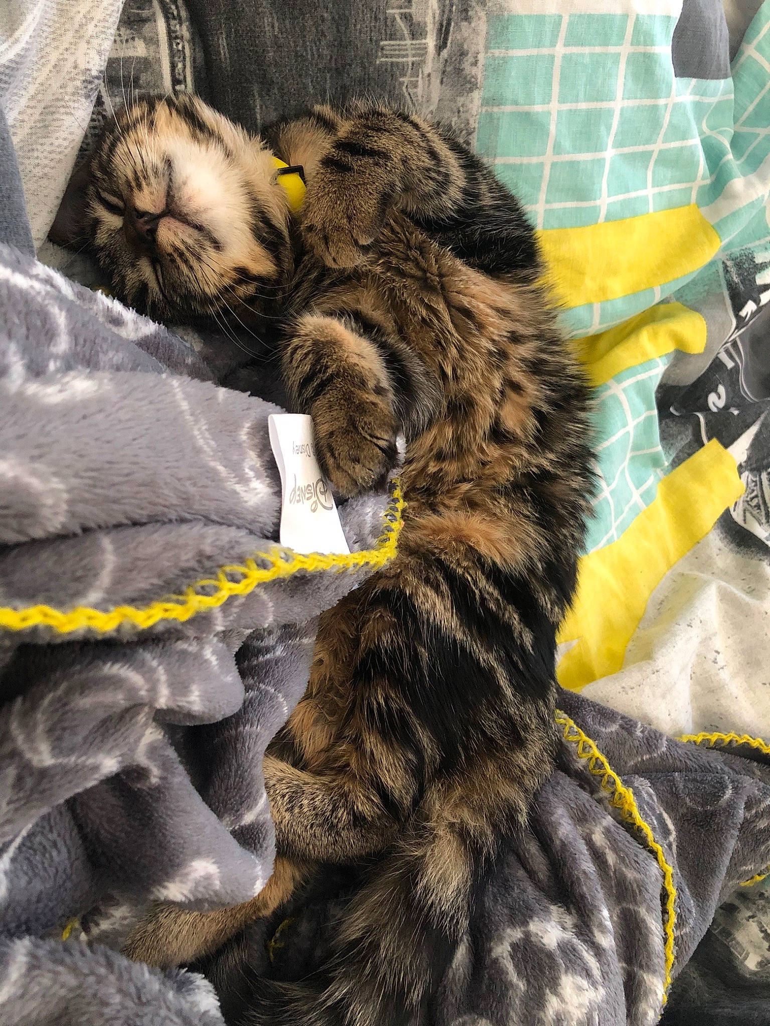 Plume a rejoint le concours — aidez-le/la à gagner de superbes lots ! carnivore, cat, european_shorthair, felidae, fur, kitten, maine_coon, norwegian_forest_cat, pixie_bob, small_to_medium_sized_cats, tabby_cat, tail, textile