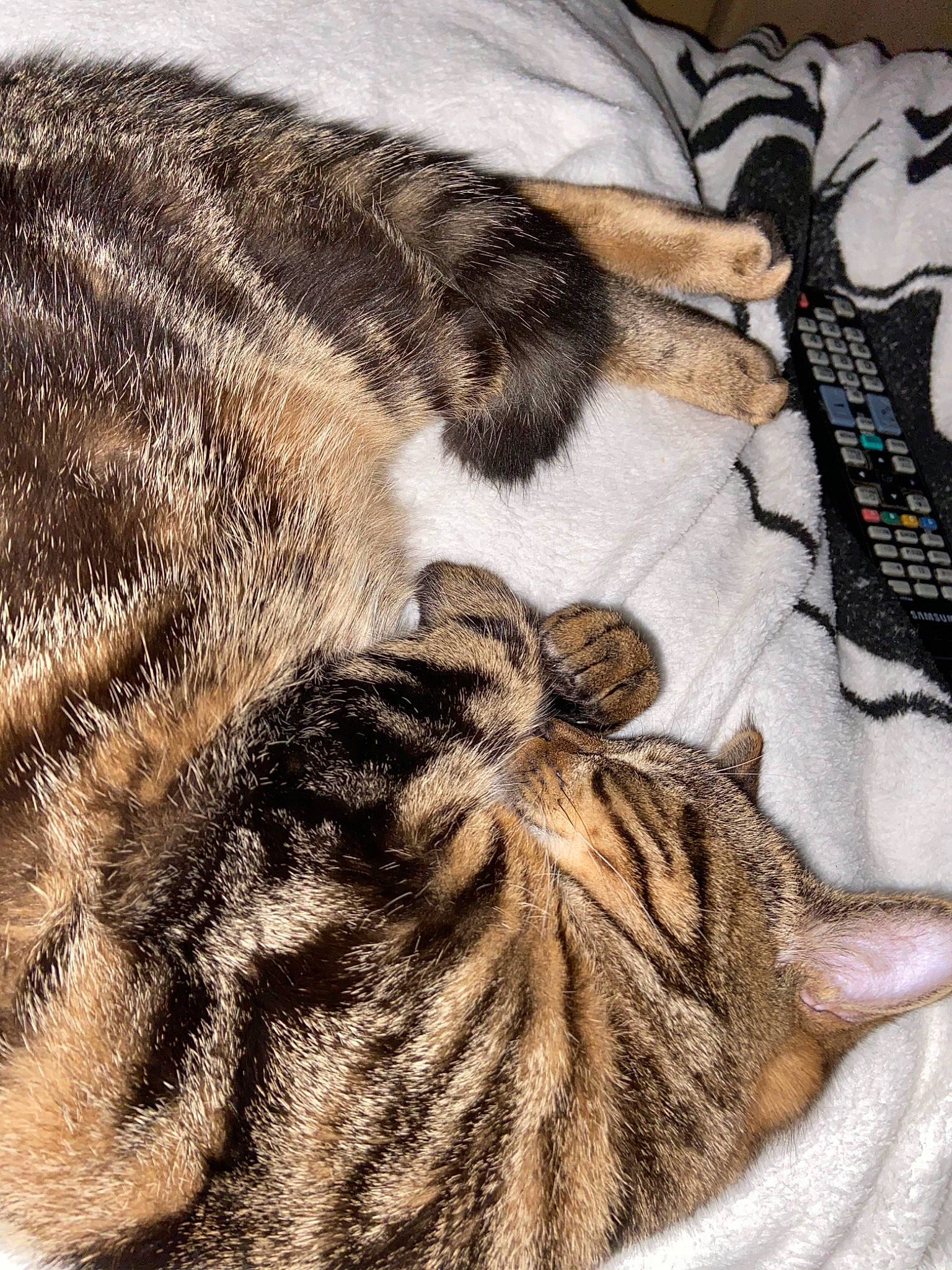 Plume participe au concours pour gagner de l'argent avec cette photo : american_shorthair, asian, california_spangled, carnivore, cat, claw, domestic_short_haired_cat, dragon_li, egyptian_mau, european_shorthair, felidae, fur, kitten, paw, pixie_bob, small_to_medium_sized_cats, tabby_cat, tail, textile, whiskers