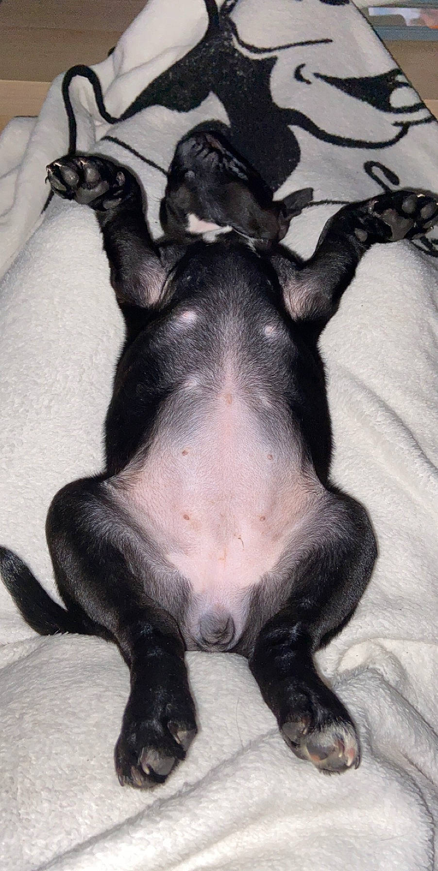 Roukia participe au concours pour gagner de l'argent avec cette photo : canidae, carnivore, dog, dog_breed, french_bulldog, mammal, non_sporting_group, paw, snout, sporting_group, tail