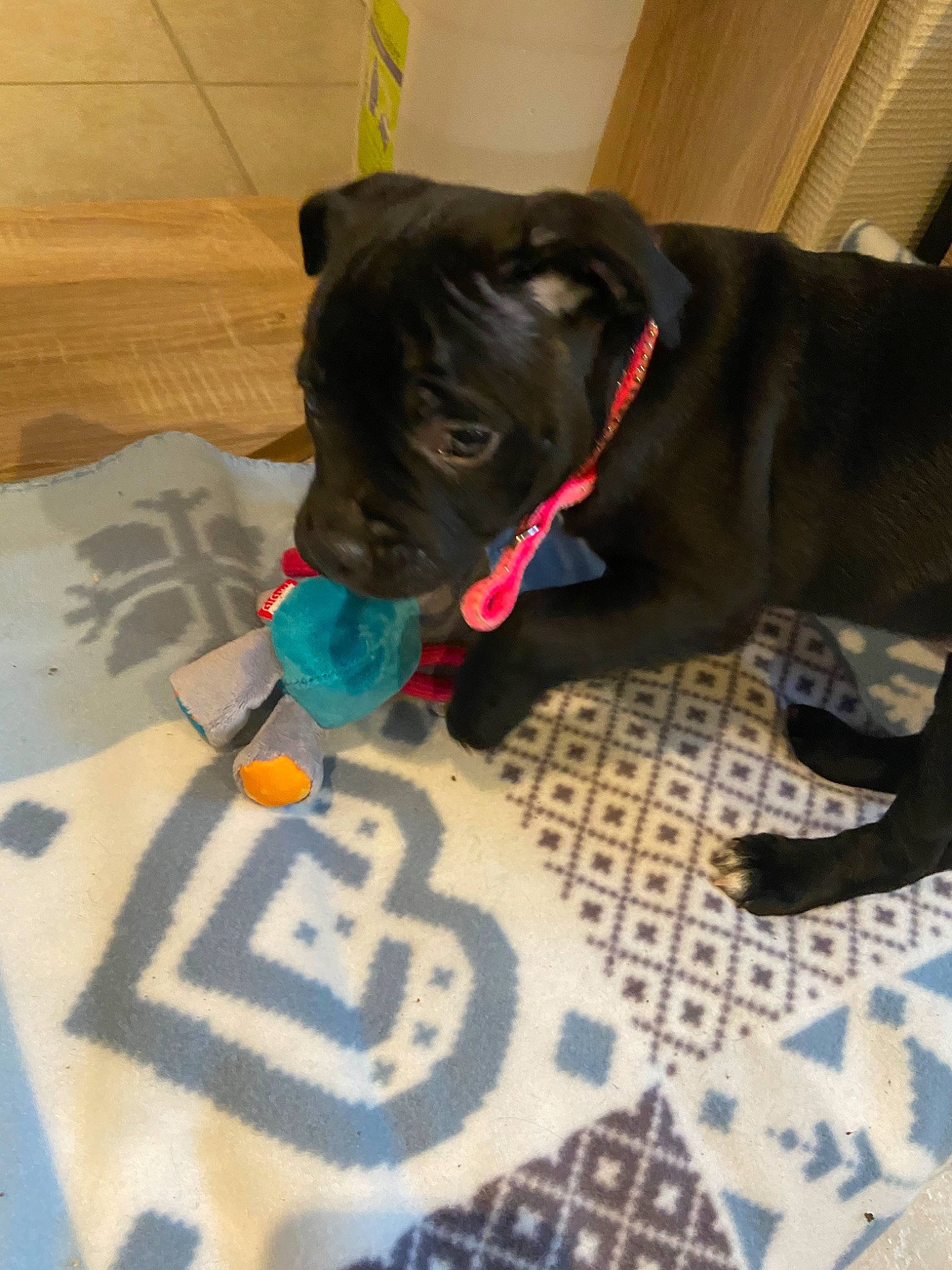 Roukia participe au concours pour gagner de l'argent avec cette photo : bandog, beagador, canidae, carnivore, dog, dog_breed, fawn, guard_dog, non_sporting_group, snout, sporting_group