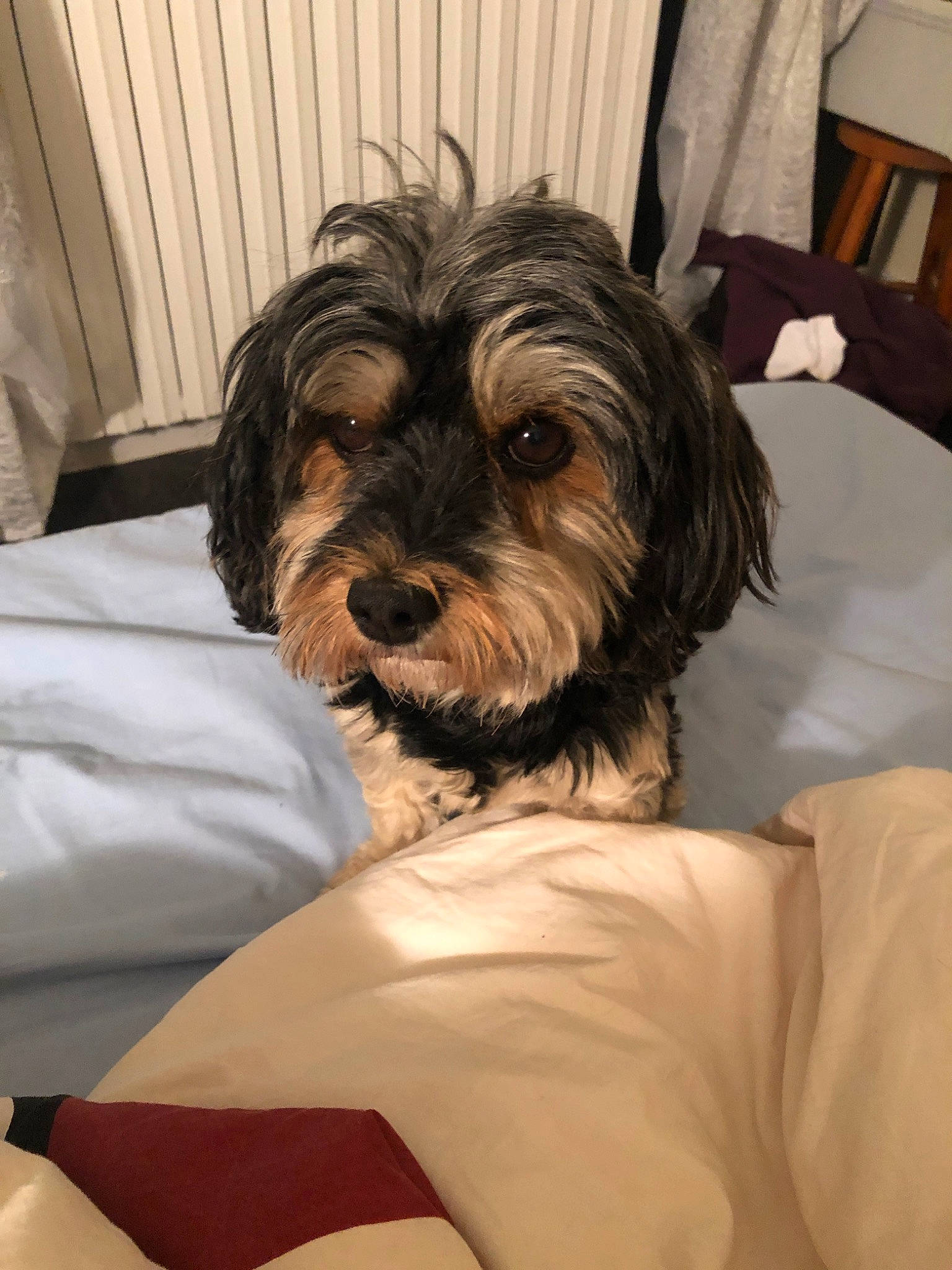 Joy a rejoint le concours — aidez-le/la à gagner de superbes lots ! canidae, carnivore, cockapoo, companion_dog, dog, dog_breed, havanese, maltepoo, mammal, miniature_schnauzer, morkie, puppy, schnoodle, small_terrier, snout, terrier, tibetan_terrier, toy_dog, vertebrate, yorkshire_terrier