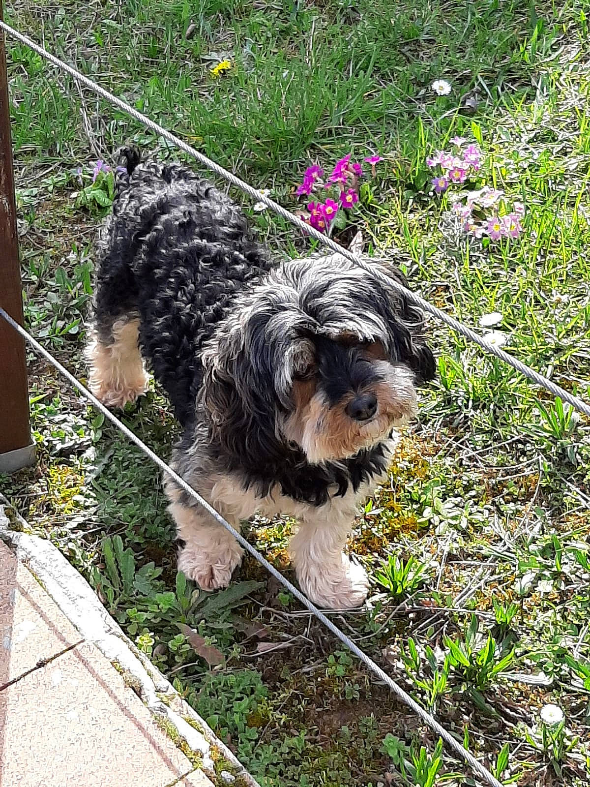 Joy a rejoint le concours — aidez-le/la à gagner de superbes lots ! bolonka, bosnian_coarse_haired_hound, briquet_griffon_vendeen, canidae, carnivore, catalan_sheepdog, cockapoo, dog, dog_breed, mammal, petit_basset_griffon_vendeen, rare_breed_dog, schnoodle, small_terrier, spanish_water_dog, sporting_group, sporting_lucas_terrier, terrier, tibetan_terrier, vertebrate