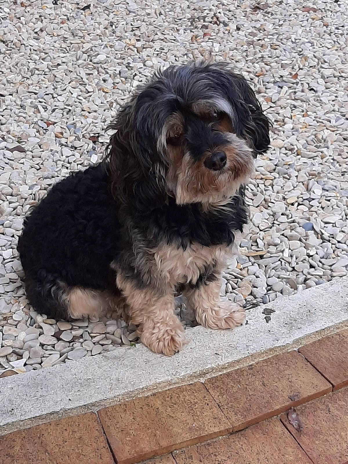 Joy a rejoint le concours — aidez-le/la à gagner de superbes lots ! bolonka, canidae, cao_da_serra_de_aires, carnivore, cavapoo, cockapoo, companion_dog, dog, dog_breed, mammal, poodle_crossbreed, puppy, rare_breed_dog, schnoodle, snout, sporting_group, terrier, tibetan_terrier, vertebrate, yorkipoo