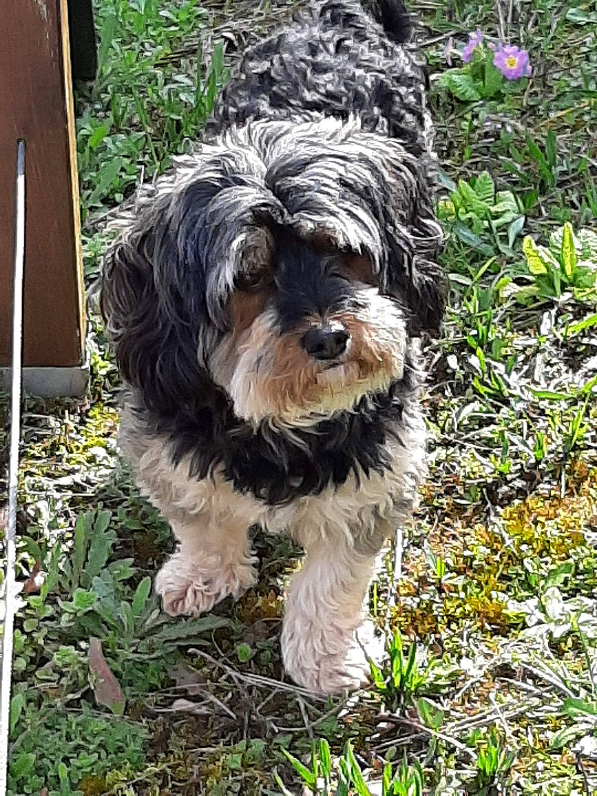 Joy participe au concours pour gagner de l'argent avec cette photo : bolonka, canidae, cao_da_serra_de_aires, carnivore, catalan_sheepdog, cockapoo, dog, dog_breed, havanese, kyi_leo, lowchen, maltepoo, mammal, rare_breed_dog, sapsali, schnoodle, sporting_group, terrier, tibetan_terrier, vertebrate