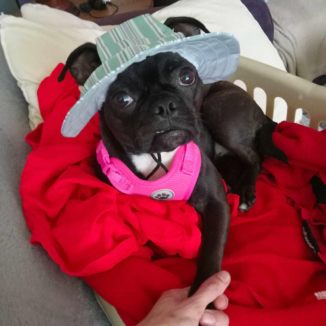 Vote Bug from Sioux Falls in Cutest Dog Contest - Win Prizes