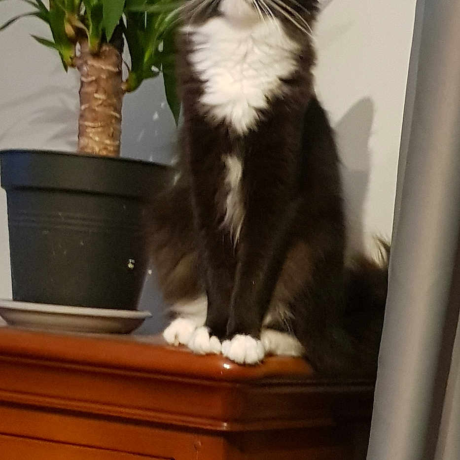 Zoé