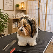 Anita a rejoint le concours — aidez-le/la à gagner de superbes lots ! brush, calm, comb, cute, decor, dog, fur, furniture, grooming_table, indoor, lamp, pet_care, pet_grooming, plant, room, shelving, small_dog, topknot, towels, wooden_floor