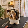 brush, calm, comb, cute, decor, dog, fur, furniture, grooming_table, indoor, lamp, pet_care, pet_grooming, plant, room, shelving, small_dog, topknot, towels, wooden_floor