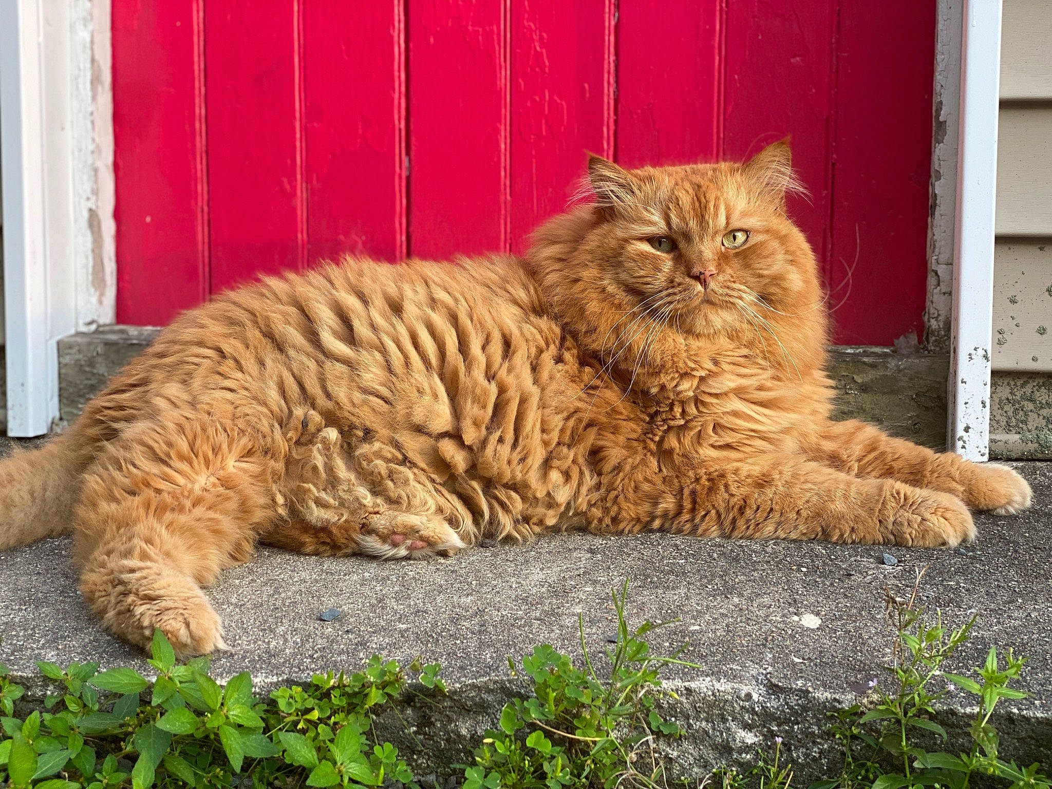 Support Barsik from Plainville in Cat Photo Contest - Cash