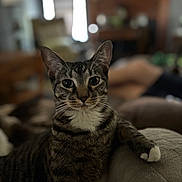 Shelby is registered to the contest to win money with this photo: cat, tabby, pet, indoor, living_room, couch, shallow_depth_of_field, portrait, whiskers, paw, white_paw, eyes, fur, blurred_background, cozy, domestic, close_up, relaxed, lounging, furniture