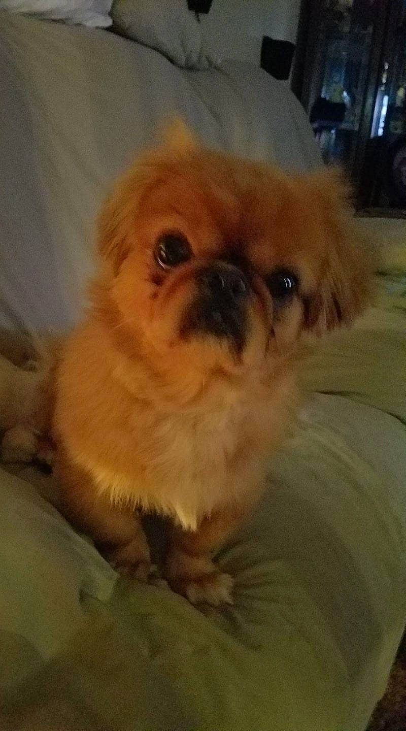 Doodle Bug joined the competition — help win amazing prizes! ancient_dog_breeds, canidae, carnivore, companion_dog, dessert, dog, dog_breed, fawn, fur, liver, maltepoo, non_sporting_group, pekapoo, shih_tzu, snout, sporting_group, terrestrial_animal, toy_dog, whiskers, working_animal