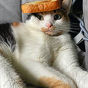 Sif joined the competition — help win amazing prizes! animal, balanced_object, bread, calico, cat, close_up, cute, cute_pet, domestic_animal, feline, funny, fur, indoor, mammal, pet, portrait, relaxed, resting, toast, whiskers