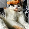 cat, calico, bread, toast, animal, pet, fur, whiskers, relaxed, close_up, cute, indoor, cute_pet, mammal, domestic_animal, feline, resting, funny, balanced_object, portrait