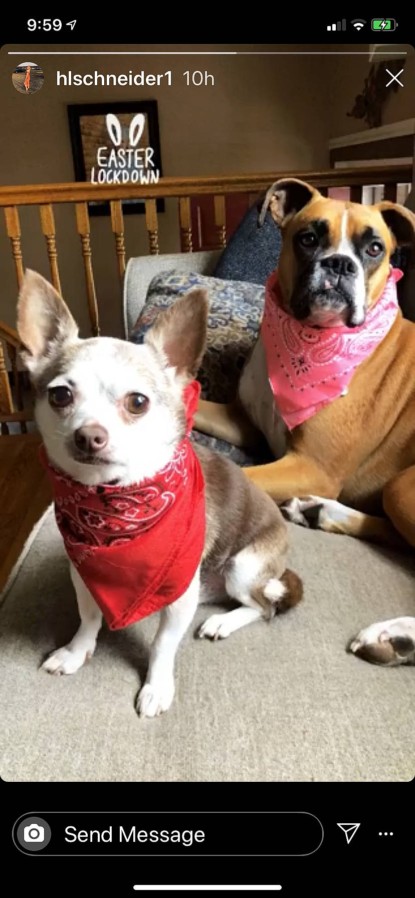 Turbo joined the competition — help win amazing prizes! bookcase, canidae, carnivore, collar, companion_dog, dog, dog_breed, dog_supply, ear, fawn, mammal, pink, shelf, snout, sporting_group, tail, toy_dog, vertebrate, working_animal, wrinkle