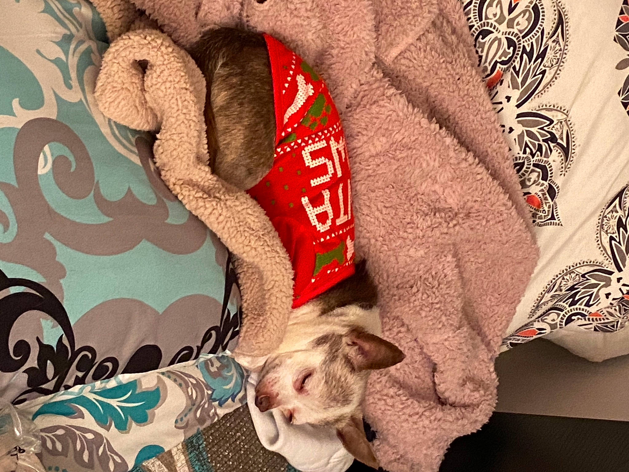 Turbo is registered to the contest to win money with this photo: art, carmine, comfort, companion_dog, fashion_accessory, fawn, felidae, font, fur, headgear, linens, outerwear, pattern, peach, room, sleeve, t_shirt, textile, visual_arts, wood