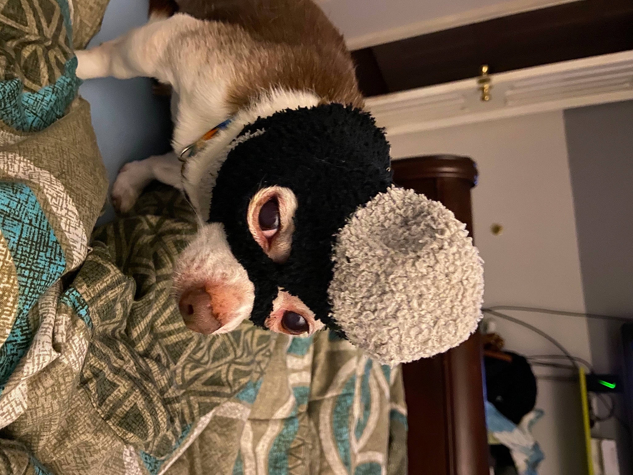 Turbo joined the competition — help win amazing prizes! audio_equipment, canidae, cap, dog_breed, facial_hair, fawn, fun, fur, microphone, pattern, plush, room, snout, sporting_group, stuffed_toy, terrestrial_animal, toy, vehicle_door, wildlife, wool