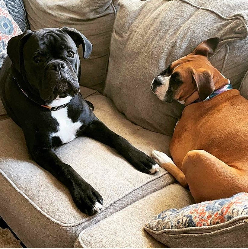 Lola is registered to the contest to win money with this photo: canidae, carnivore, collar, comfort, companion_dog, dog, dog_breed, dog_collar, fawn, hardwood, liver, molosser, non_sporting_group, snout, sporting_group, tail, window, working_animal, working_dog