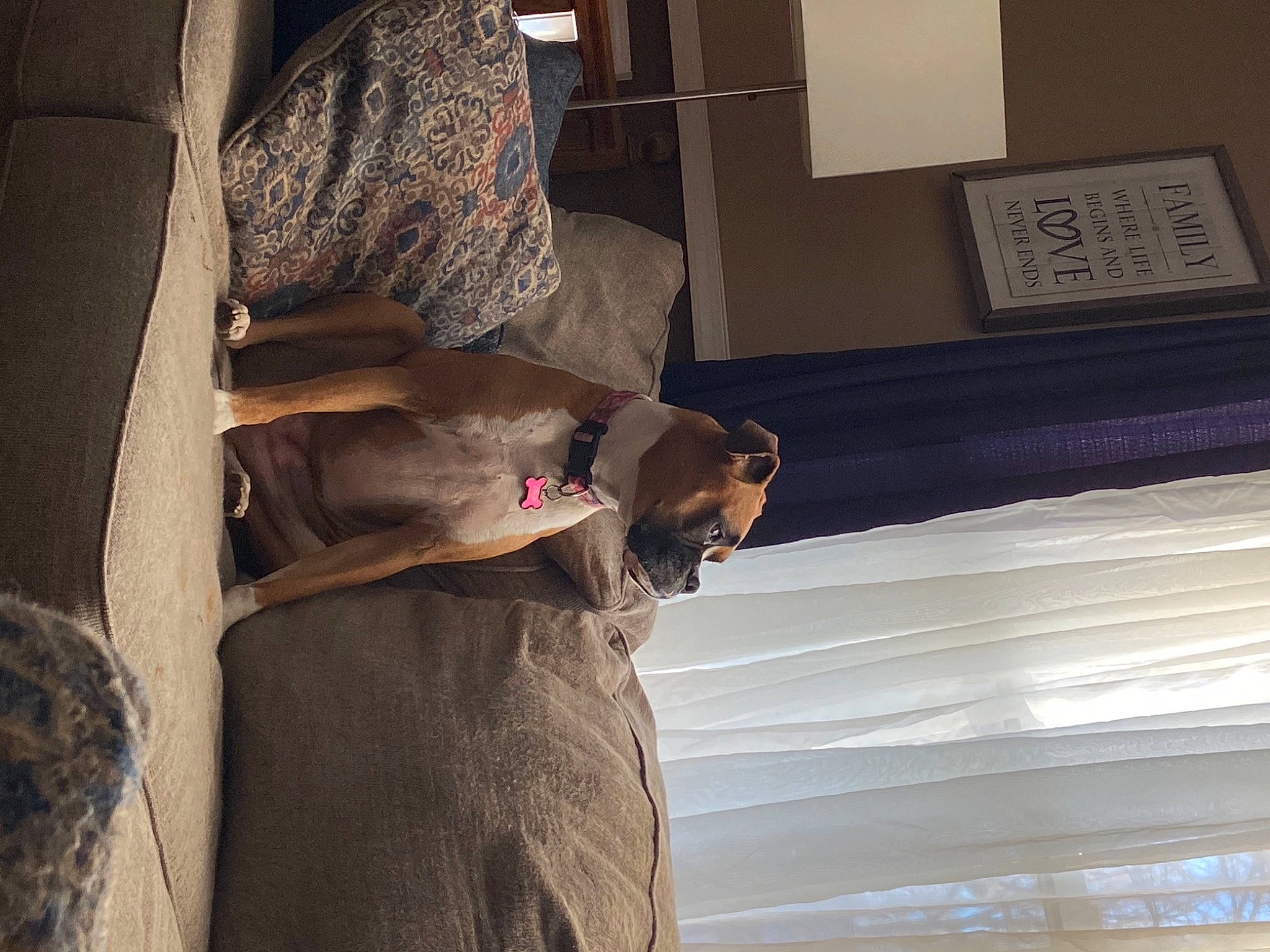 Lola joined the competition — help win amazing prizes! brown, carnivore, comfort, companion_dog, couch, curtain, dog_breed, fashion_design, fawn, felidae, flooring, formal_wear, fur, room, small_to_medium_sized_cats, sporting_group, textile, tints_and_shades, wood