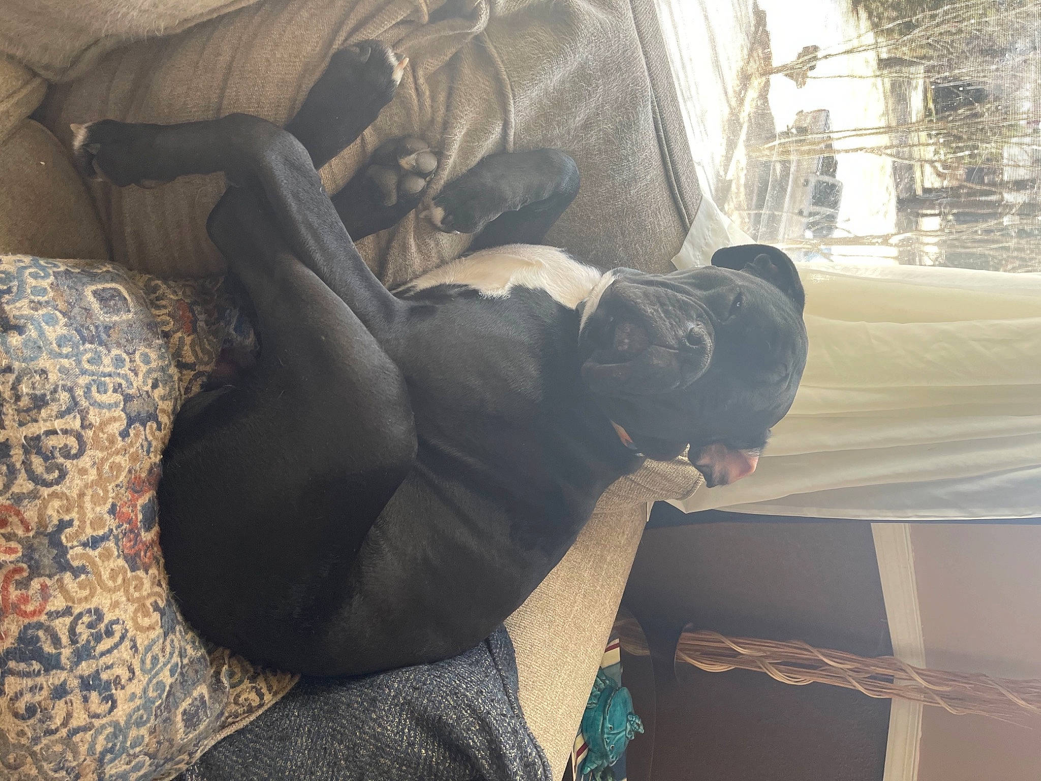 Zane is registered to the contest to win money with this photo: boot, comfort, companion_dog, denim, dog, floor, flooring, foot, grey, human_body, human_leg, knee, mammal, outerwear, sitting, sportswear, thigh, tints_and_shades, tree, wood