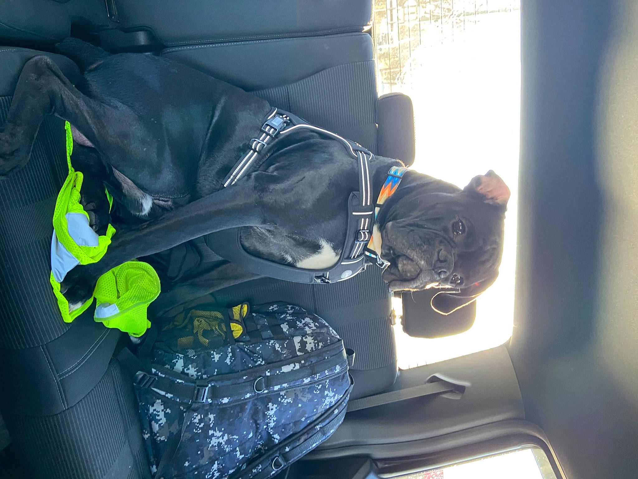 Zane joined the competition — help win amazing prizes! auto_part, automotive_design, automotive_lighting, bag, car_seat_cover, carnivore, comfort, electric_blue, felidae, glass, human_leg, luggage_and_bags, mammal, motor_vehicle, personal_protective_equipment, small_to_medium_sized_cats, tints_and_shades, vehicle_door, window, windshield