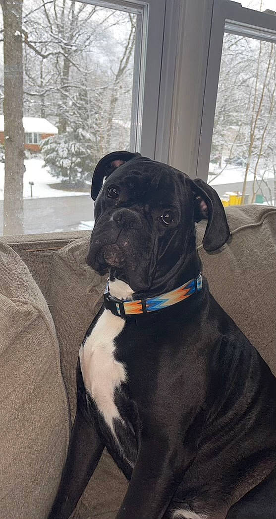 Zane is registered to the contest to win money with this photo: carnivore, collar, companion_dog, dog, dog_breed, dog_collar, fawn, guard_dog, molosser, non_sporting_group, pet_supply, snow, sporting_group, tail, tree, whiskers, window, winter, working_animal, working_dog