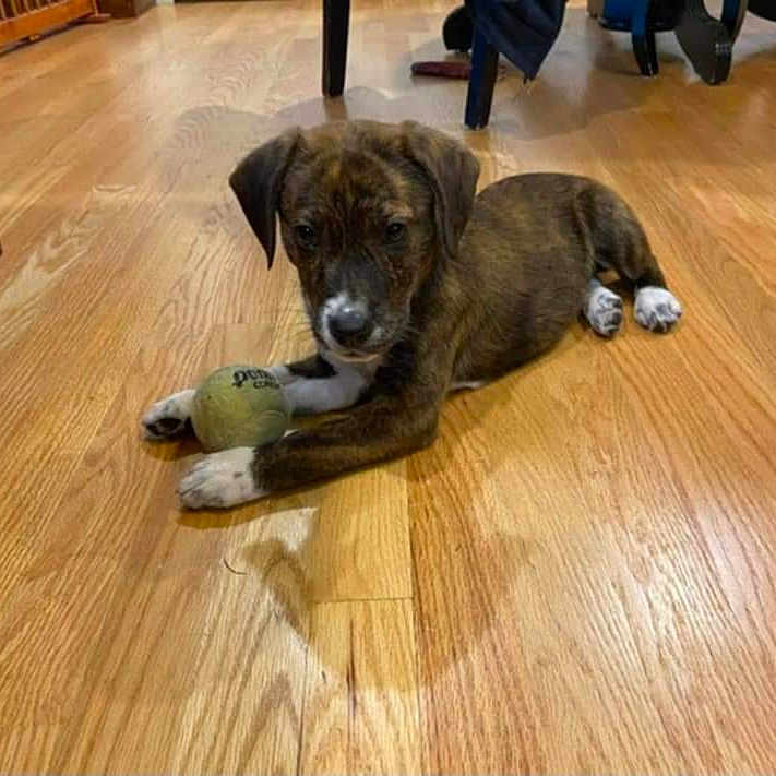 Cody Delaney is registered to the contest to win money with this photo: animal, ball, boxer, bulldog, canine, dog, football, hardwood, hound, indoors, interiordesign, labradorretriever, pet, puppy, snout, sport, stainedwood, tennis, tennisball, wood