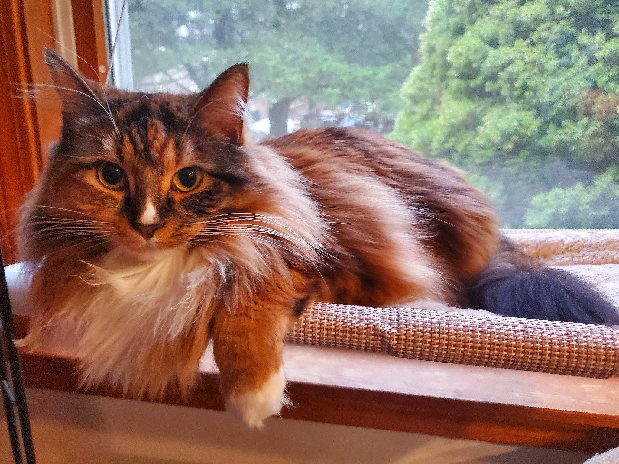 Callie is registered to the contest to win money with this photo: carnivore, cat, claw, domestic_short_haired_cat, felidae, fur, grass, maine_coon, paw, small_to_medium_sized_cats, snout, tail, terrestrial_animal, tree, whiskers, window, wood