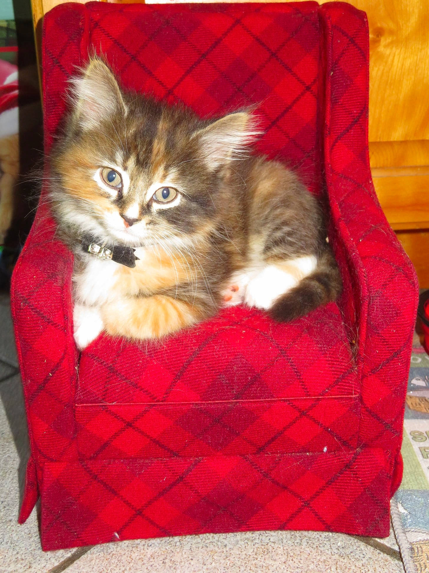 Callie is registered to the contest to win money with this photo: bag, basket, box, carnivore, cat, cat_supply, comfort, companion_dog, domestic_short_haired_cat, fawn, felidae, fur, linens, pattern, pet_supply, product, small_to_medium_sized_cats, tail, textile, whiskers