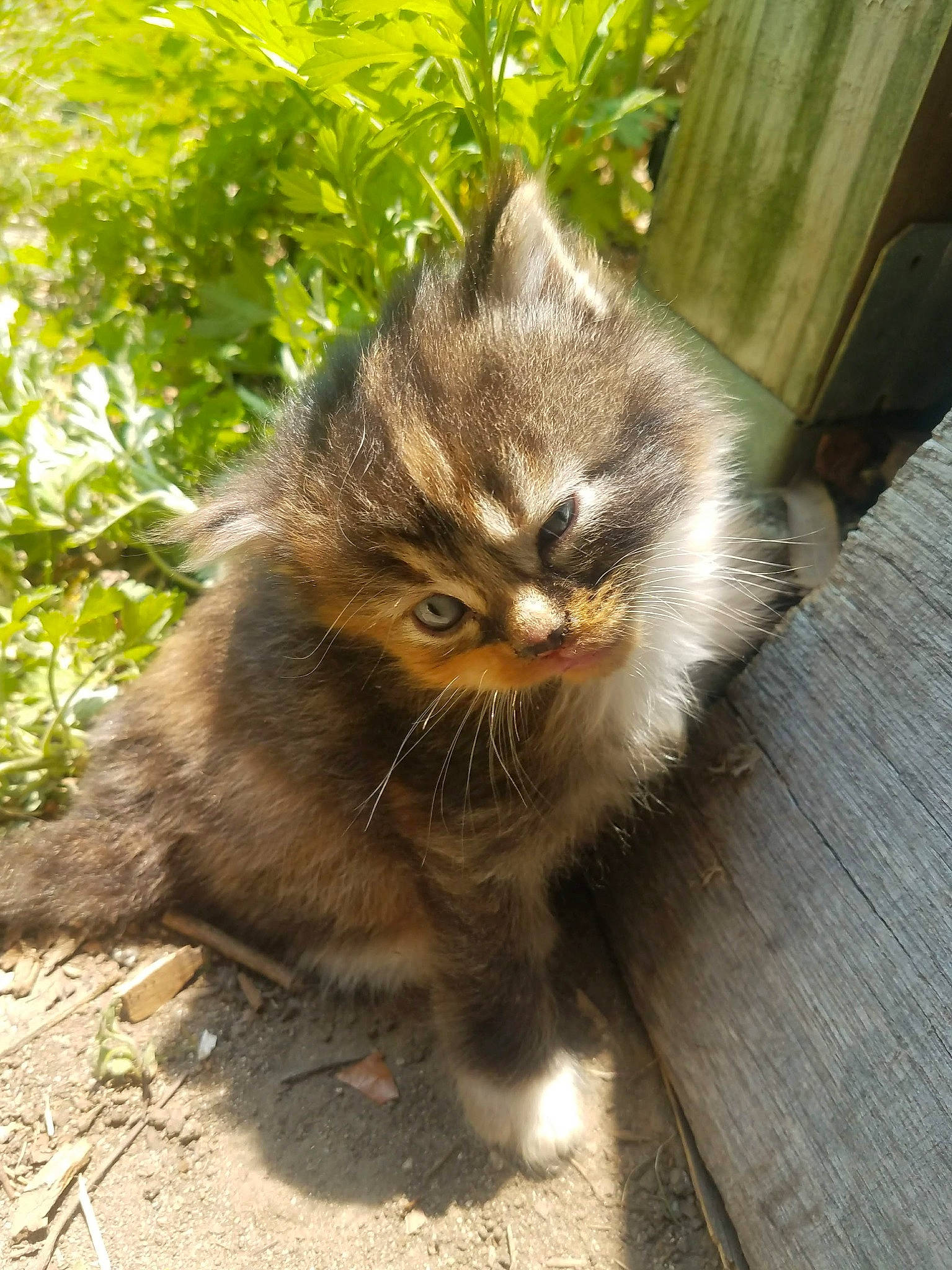 Callie joined the competition — help win amazing prizes! british_longhair, carnivore, cat, claw, domestic_short_haired_cat, fawn, felidae, flooring, fur, grass, hardwood, paw, plant, road_surface, small_to_medium_sized_cats, tail, terrestrial_animal, whiskers, window, wood