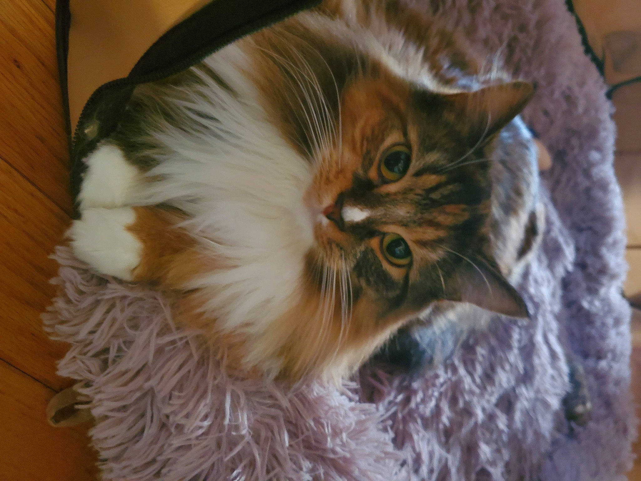 Callie is registered to the contest to win money with this photo: carnivore, cat, claw, close_up, devon_rex, domestic_short_haired_cat, fawn, felidae, fur, hardwood, plant, small_to_medium_sized_cats, tail, terrestrial_animal, tree, whiskers, wood