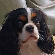 Aneth participe au concours pour gagner de l'argent avec cette photo : dog, cavalier_king_charles_spaniel, pet, puppy, canine, long_hair, floppy_ears, black_white_brown, tricolor, close_up, portrait, indoors, couch, seated, looking_at_camera, dark_fur, white_chest, brown_markings, whiskers, cute