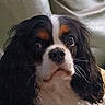 dog, cavalier_king_charles_spaniel, pet, puppy, canine, long_hair, floppy_ears, black_white_brown, tricolor, close_up, portrait, indoors, couch, seated, looking_at_camera, dark_fur, white_chest, brown_markings, whiskers, cute