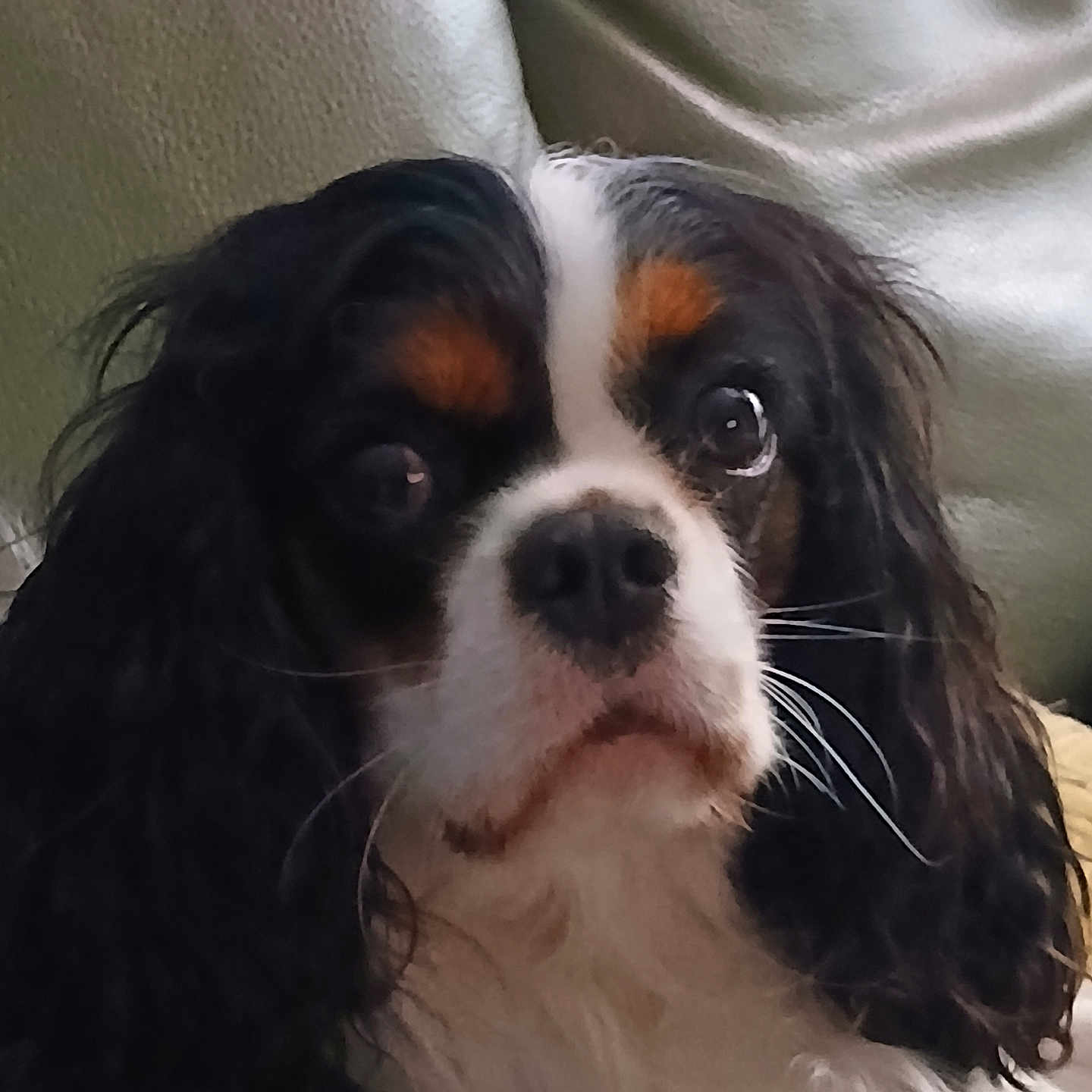 Aneth participe au concours pour gagner de l'argent avec cette photo : dog, cavalier_king_charles_spaniel, pet, puppy, canine, long_hair, floppy_ears, black_white_brown, tricolor, close_up, portrait, indoors, couch, seated, looking_at_camera, dark_fur, white_chest, brown_markings, whiskers, cute