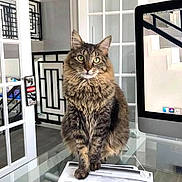 Zoey joined the competition — help win amazing prizes! cat, tabby, fluffy, pet, indoor, desk, glass, computer, office, papers, modern, window, reflection, stairs, screen, feline, animal, domestic, curious, sitting