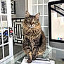 cat, tabby, fluffy, pet, indoor, desk, glass, computer, office, papers, modern, window, reflection, stairs, screen, feline, animal, domestic, curious, sitting