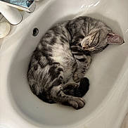 Arès participe au concours pour gagner de l'argent avec cette photo : animal, bathroom, cat, clean, cozy, curled_up, cute, domestic_cat, fur, indoor, nap, peaceful, pet, relaxation, resting, silver_tabby, sink, sleeping, whiskers, white