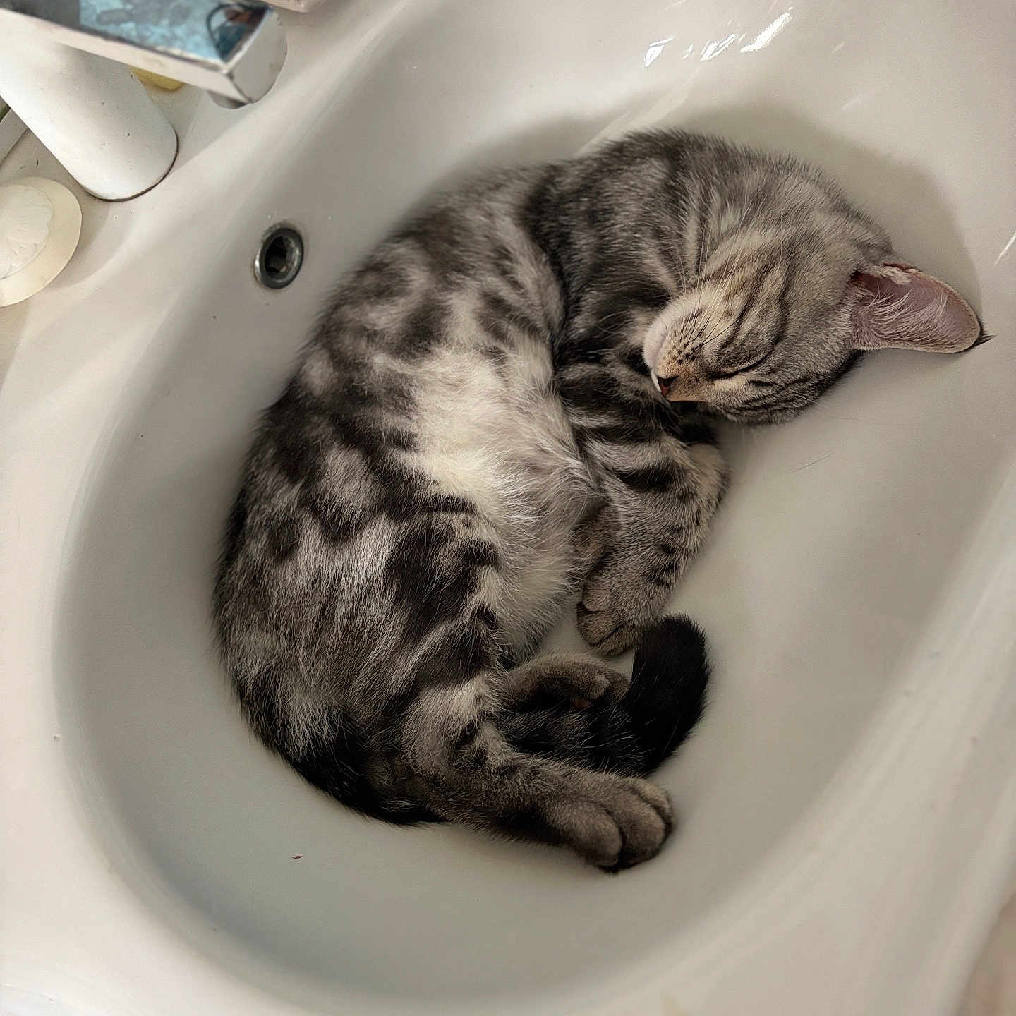 Arès participe au concours pour gagner de l'argent avec cette photo : animal, bathroom, cat, clean, cozy, curled_up, cute, domestic_cat, fur, indoor, nap, peaceful, pet, relaxation, resting, silver_tabby, sink, sleeping, whiskers, white