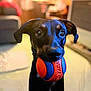 animal, ball, black_dog, blurred_background, close_up, companion, cute, dog, domestic, ears, focus, friendly, indoor, looking, mouth, pet, playful, tan_markings, toy, waiting