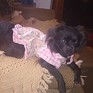 Coal is registered to the contest to win money with this photo: animal, black_dog, couch, cozy, curious, cute, dog, dog_clothing, dress, floral_pattern, furniture, household, indoor, knitted_blanket, living_room, pet, pink, portrait, resting, small_dog