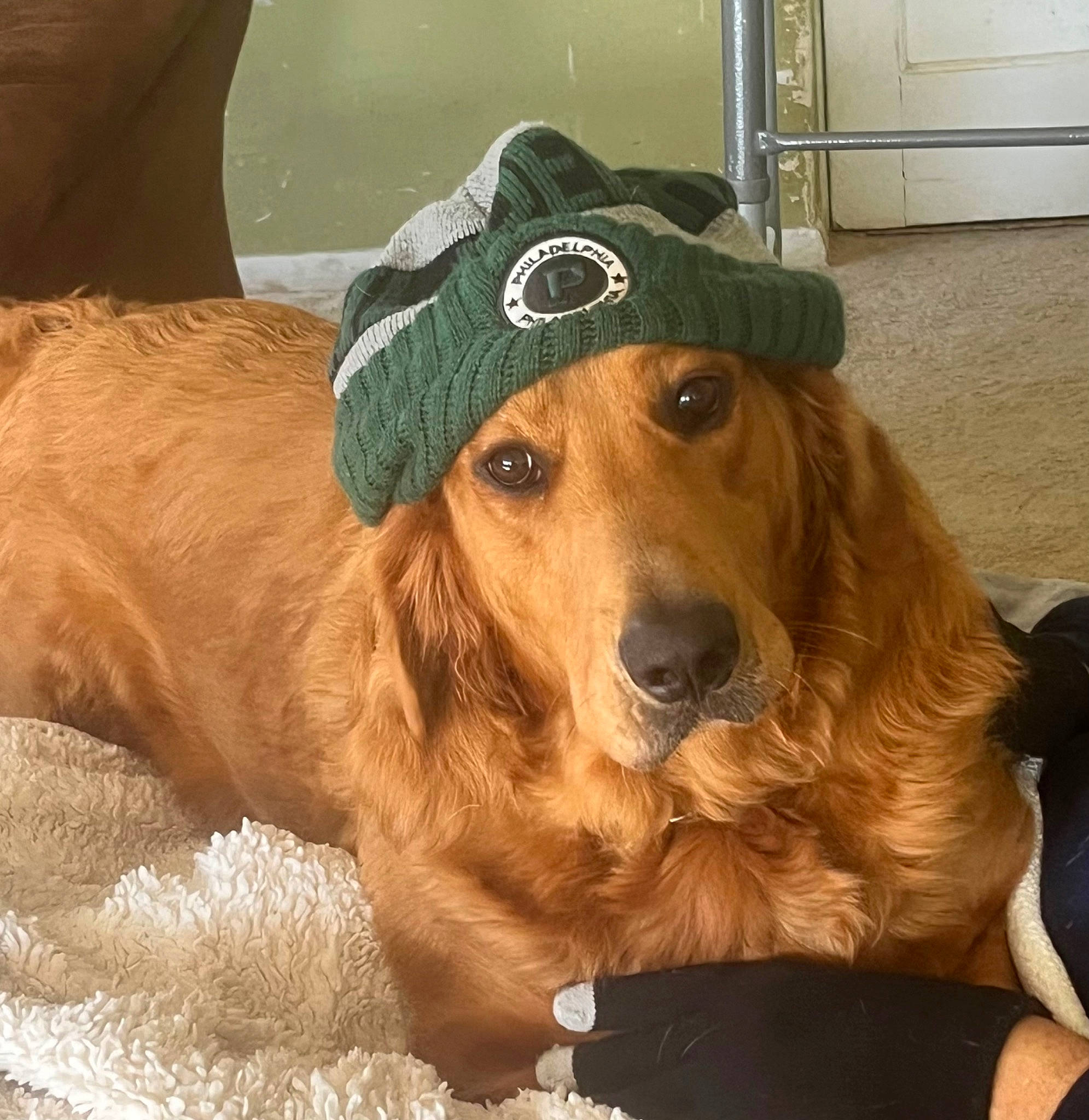 Cooper is registered to the contest to win money with this photo: canidae, carnivore, companion_dog, dog, dog_breed, dog_collar, door, fawn, fur, golden_retriever, guard_dog, gun_dog, hat, liver, retriever, snout, sporting_group, whiskers, working_animal, working_dog