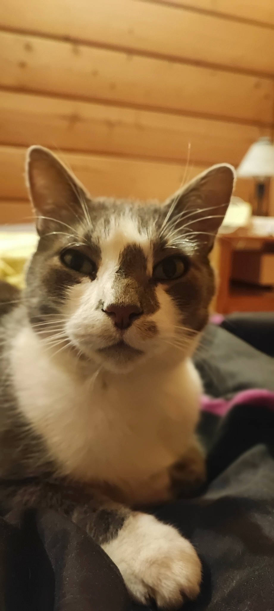 Milka a rejoint le concours — aidez-le/la à gagner de superbes lots ! carnivore, cat, comfort, domestic_short_haired_cat, ear, felidae, fur, lamp, paw, small_to_medium_sized_cats, whiskers, window