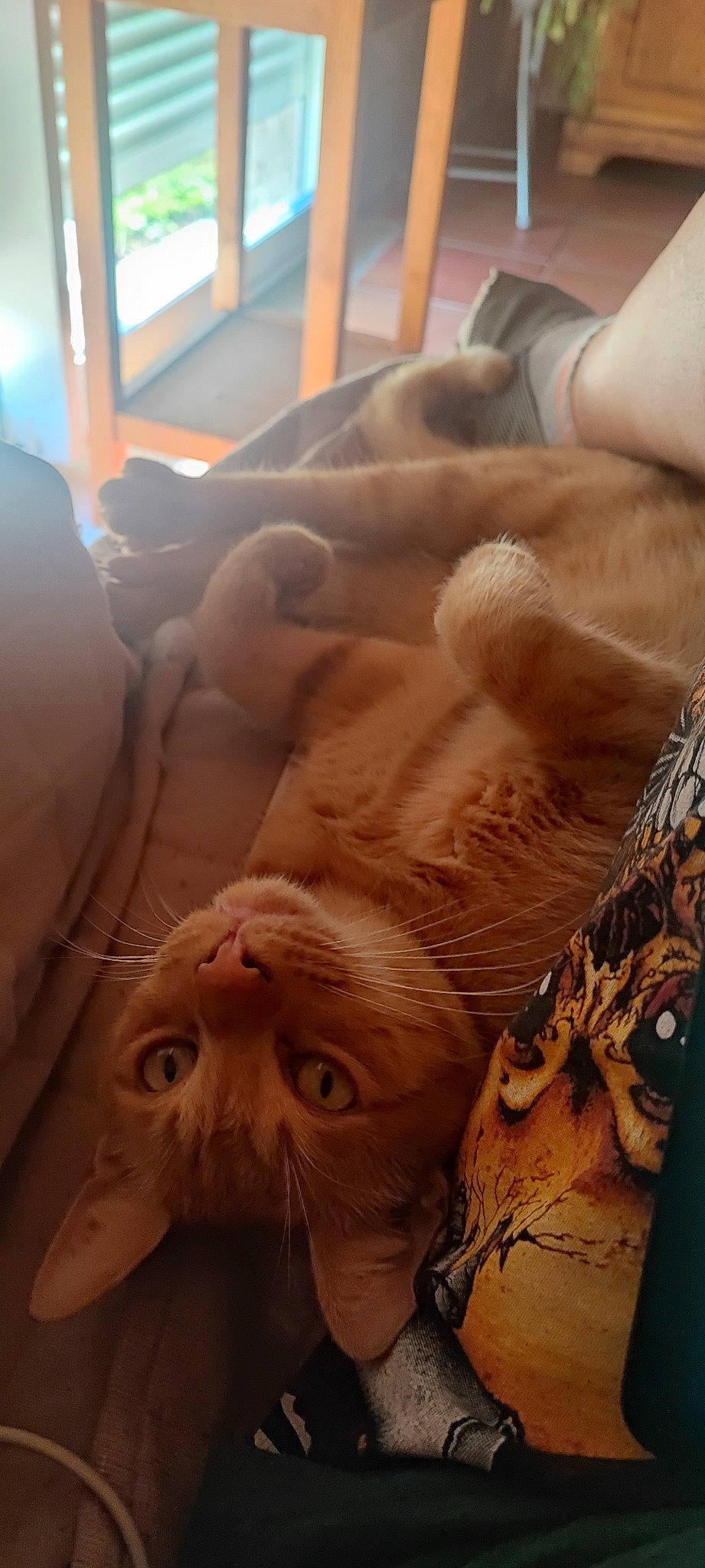 Rouky a rejoint le concours — aidez-le/la à gagner de superbes lots ! carnivore, cat, claw, comfort, domestic_short_haired_cat, fawn, felidae, foot, fur, hardwood, paw, plant, small_to_medium_sized_cats, snout, tail, terrestrial_animal, vertebrate, whiskers, window, wood