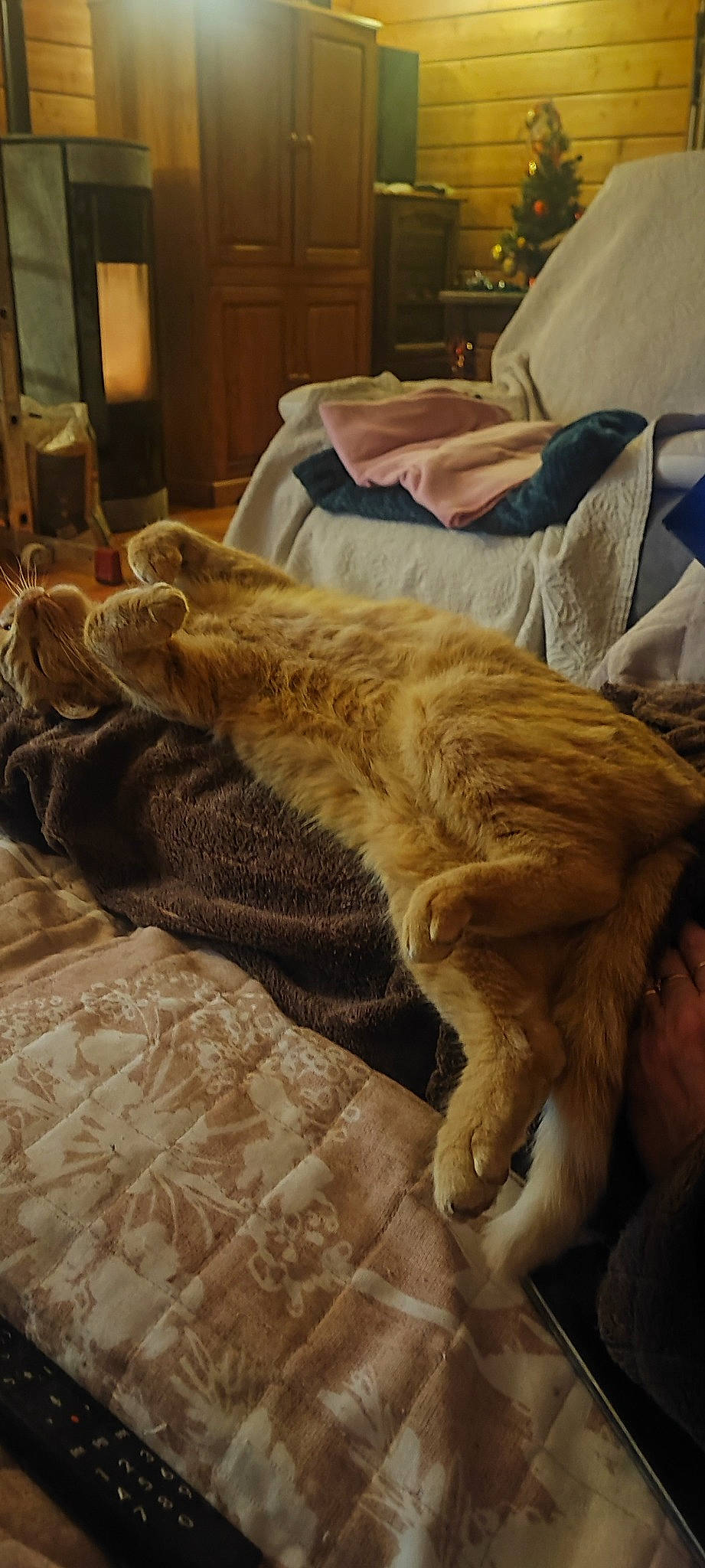 Rox a rejoint le concours — aidez-le/la à gagner de superbes lots ! canidae, carnivore, cat, chair, comfort, companion_dog, dog_breed, domestic_short_haired_cat, fawn, felidae, flooring, fur, hardwood, human_leg, linens, room, small_to_medium_sized_cats, tail, whiskers, wood