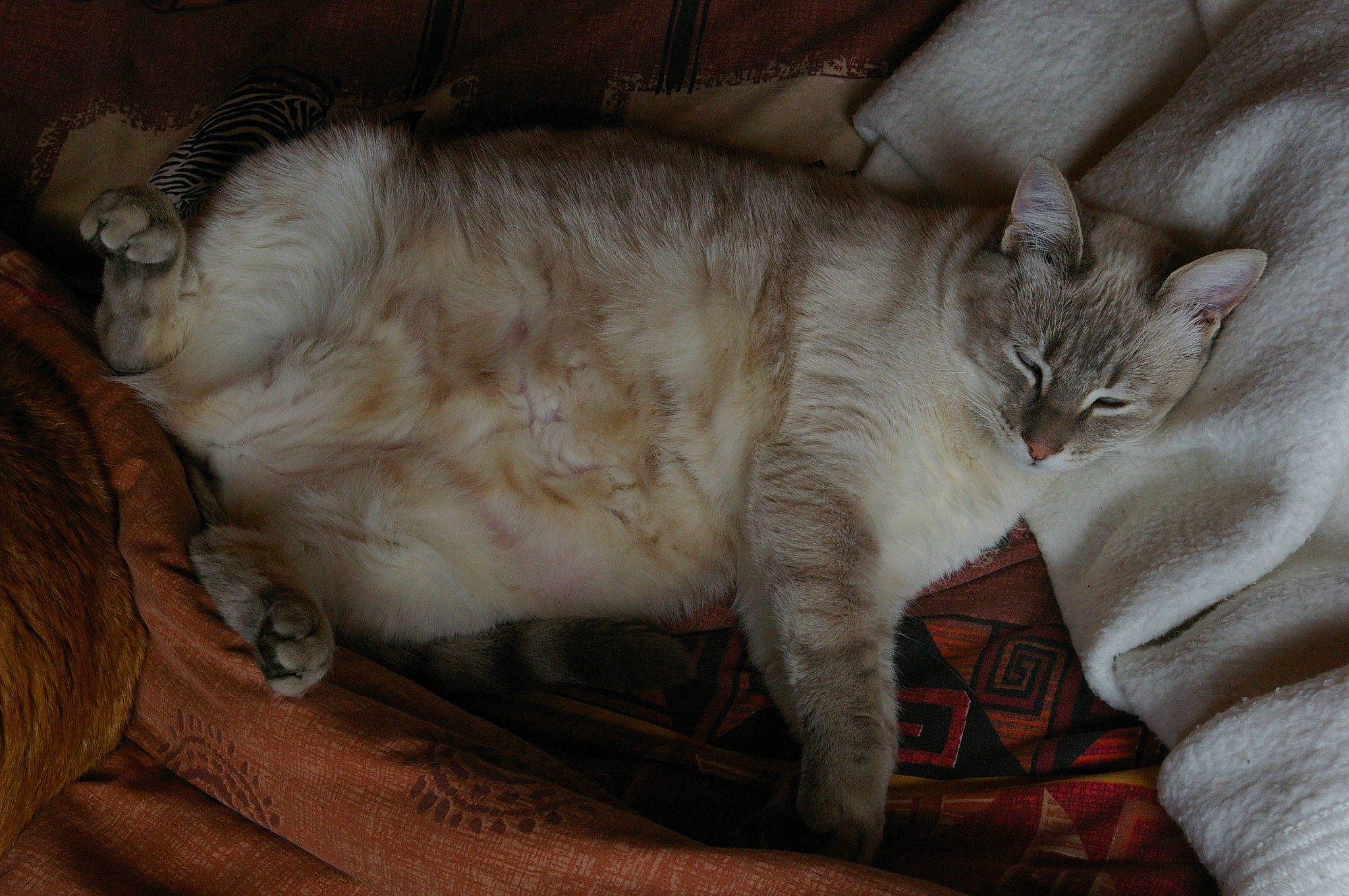 Happy a rejoint le concours — aidez-le/la à gagner de superbes lots ! carnivore, cat, claw, comfort, domestic_short_haired_cat, fawn, felidae, fur, nap, paw, sleep, small_to_medium_sized_cats, snout, tail, terrestrial_animal, whiskers