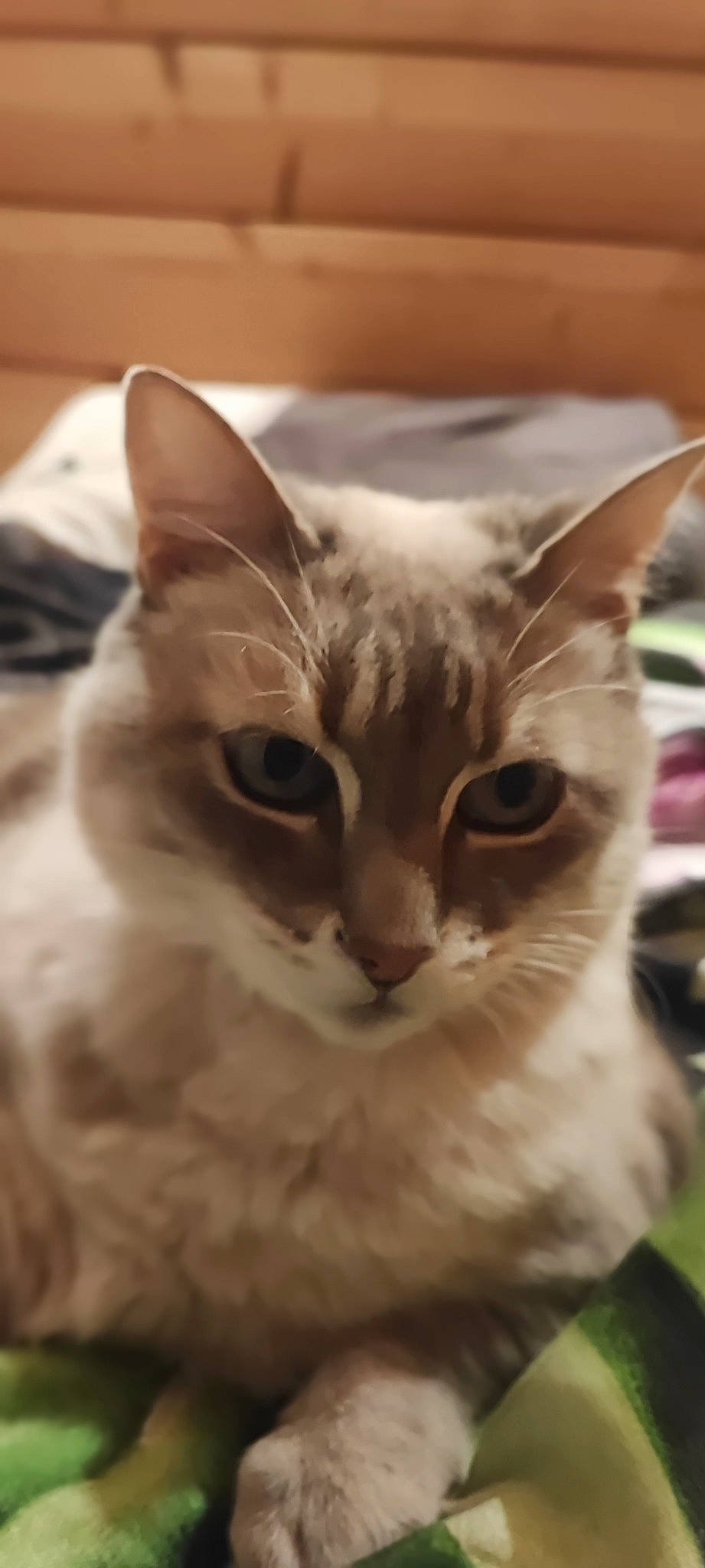 Happy participe au concours pour gagner de l'argent avec cette photo : carnivore, cat, domestic_short_haired_cat, fawn, felidae, fur, paw, small_to_medium_sized_cats, tail, tree, whiskers