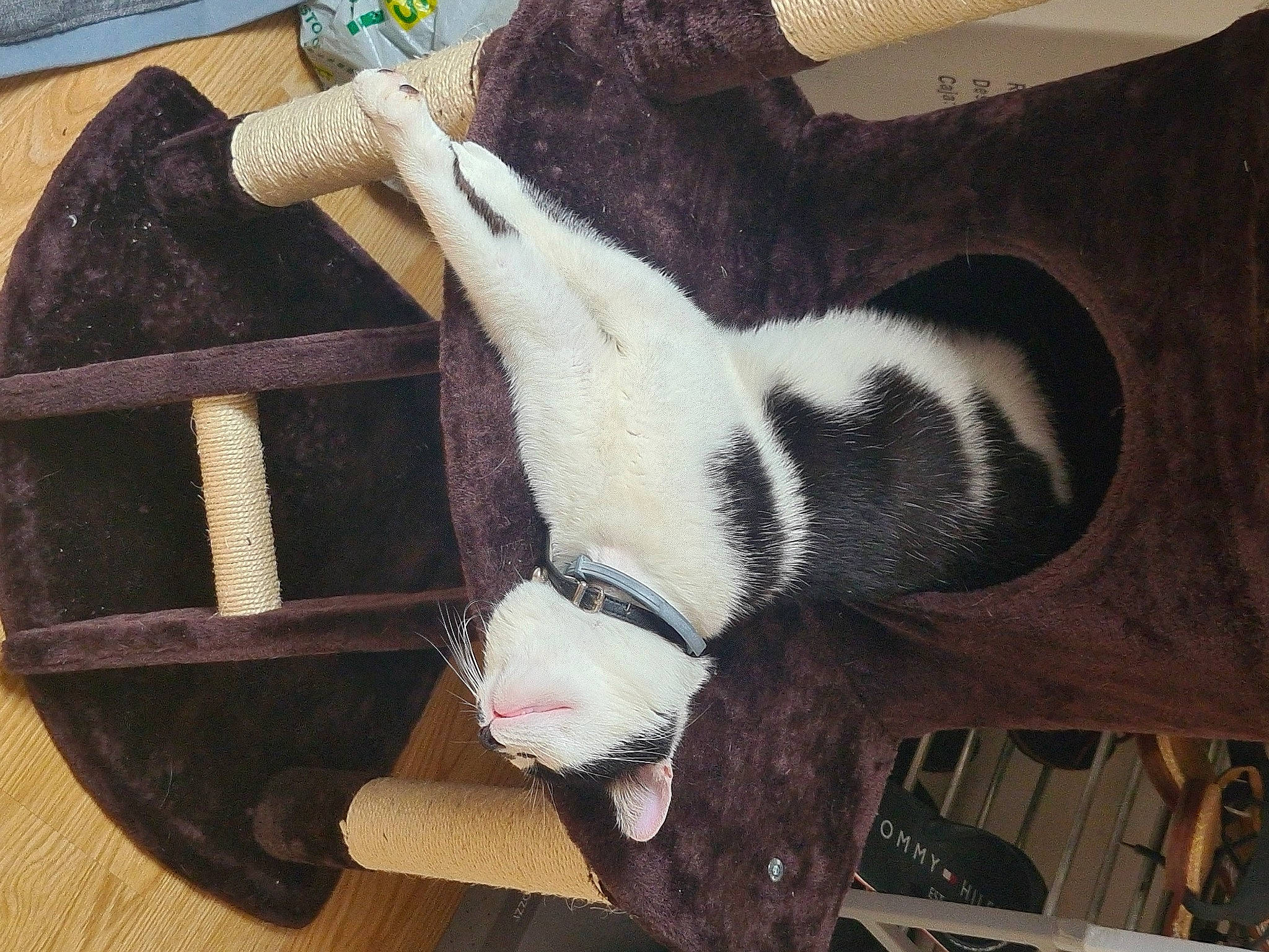 Malo a rejoint le concours — aidez-le/la à gagner de superbes lots ! canidae, carnivore, cat, collar, comfort, companion_dog, dog_breed, domestic_short_haired_cat, fawn, felidae, fur, hardwood, leg, pet_supply, small_to_medium_sized_cats, snout, sporting_group, tail, whiskers, wood