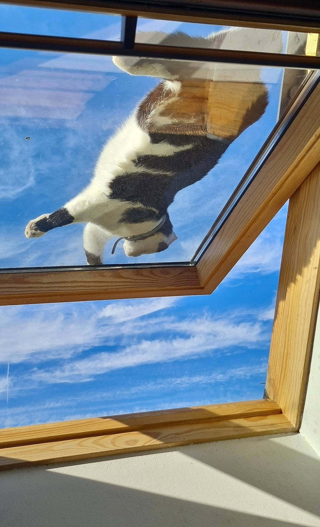 Malo a rejoint le concours — aidez-le/la à gagner de superbes lots ! art, blue, carnivore, cat, cloud, felidae, fur, hardwood, leisure, rectangle, reflection, sky, small_to_medium_sized_cats, snapshot, tail, tints_and_shades, vertebrate, whiskers, window, wood