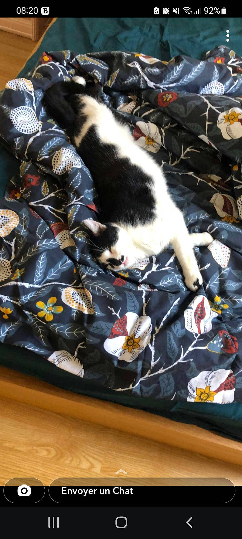 Malo a rejoint le concours — aidez-le/la à gagner de superbes lots ! carmine, carnivore, cat, claw, comfort_food, companion_dog, cuisine, dog_breed, felidae, fruit, fur, ingredient, linens, pattern, plant, recipe, small_to_medium_sized_cats, tail, tree, whiskers