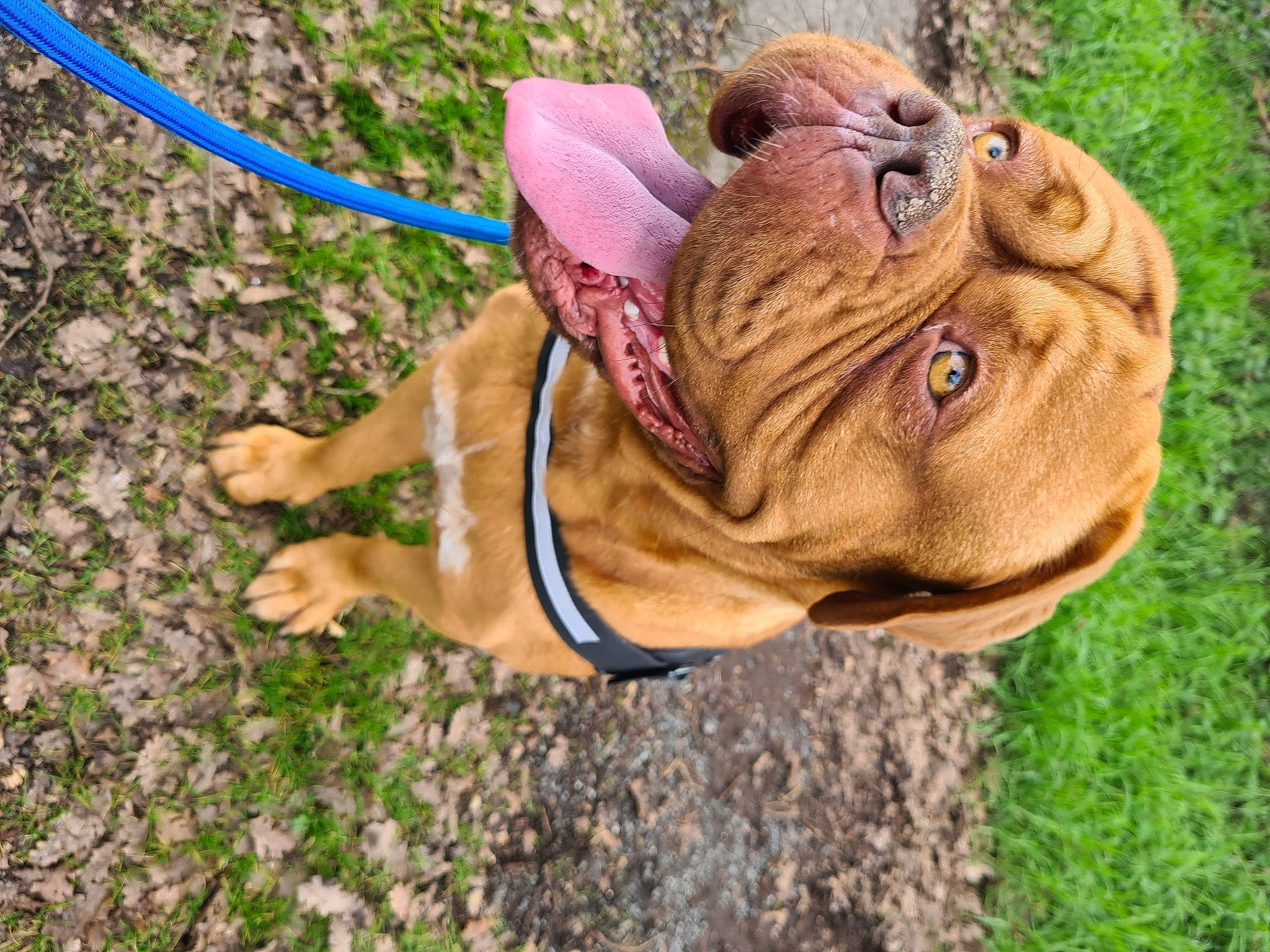 Raïden participe au concours pour gagner de l'argent avec cette photo : bulldog, canidae, carnivore, collar, companion_dog, dog, dog_breed, dog_collar, fawn, grass, leash, pet_supply, plant, snout, sporting_group, tail, terrestrial_animal, white_english_bulldog, working_animal, wrinkle